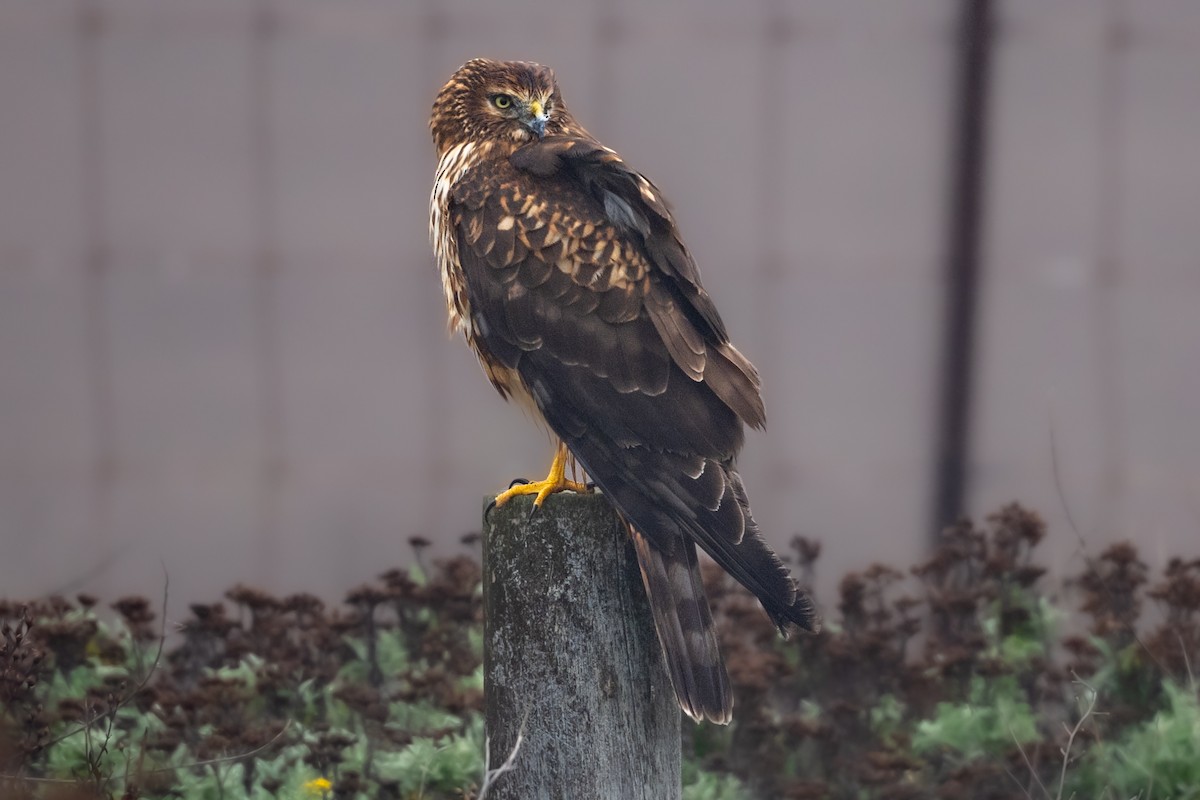 Northern Harrier - ML644623797