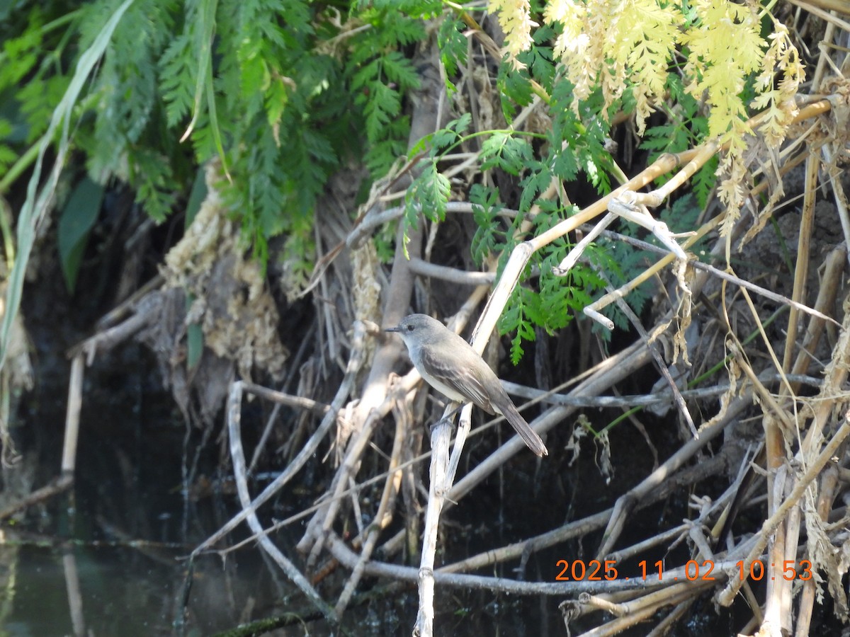 Sooty Tyrannulet - ML644623800