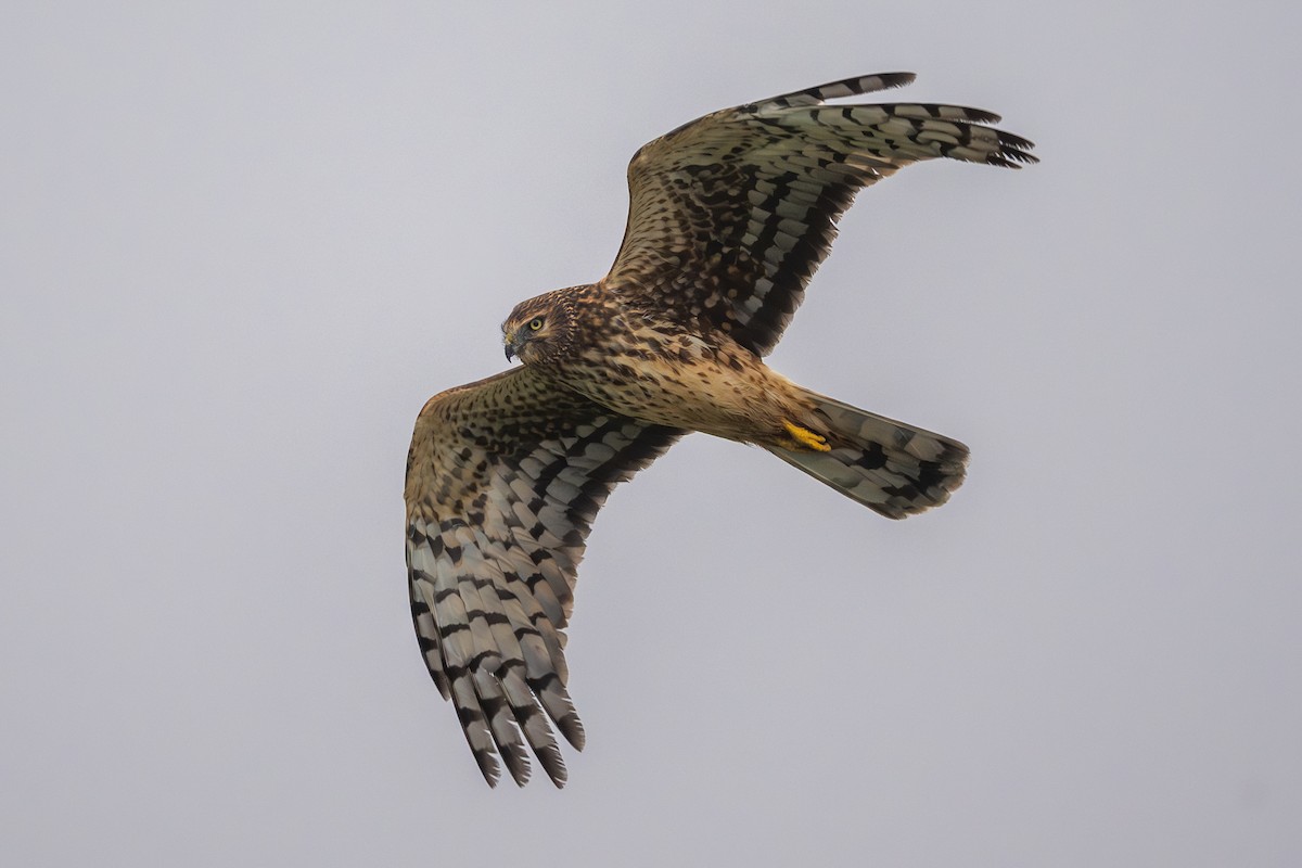 Northern Harrier - ML644623801