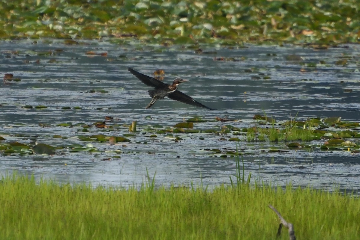 Green Heron - ML644623803