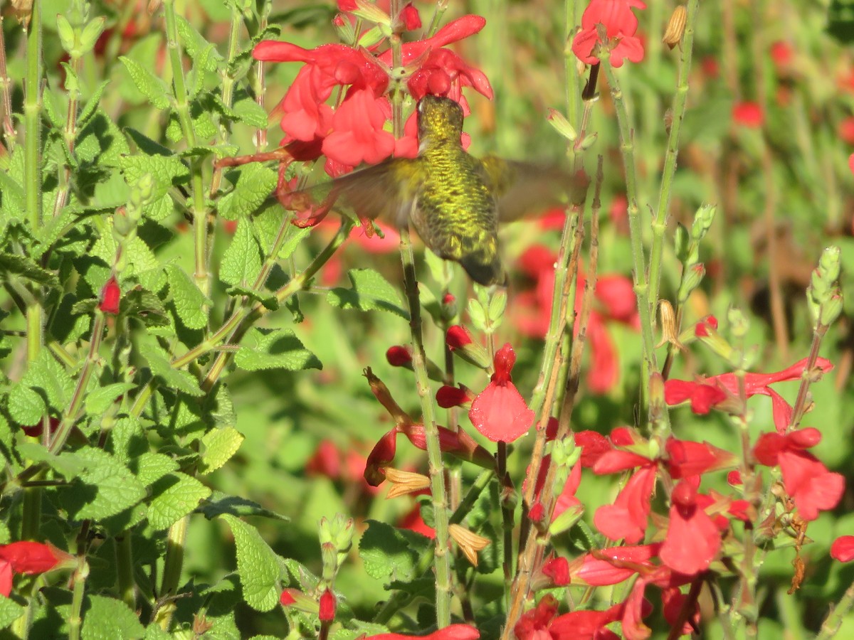 Колібрі рубіновогорлий - ML644623804