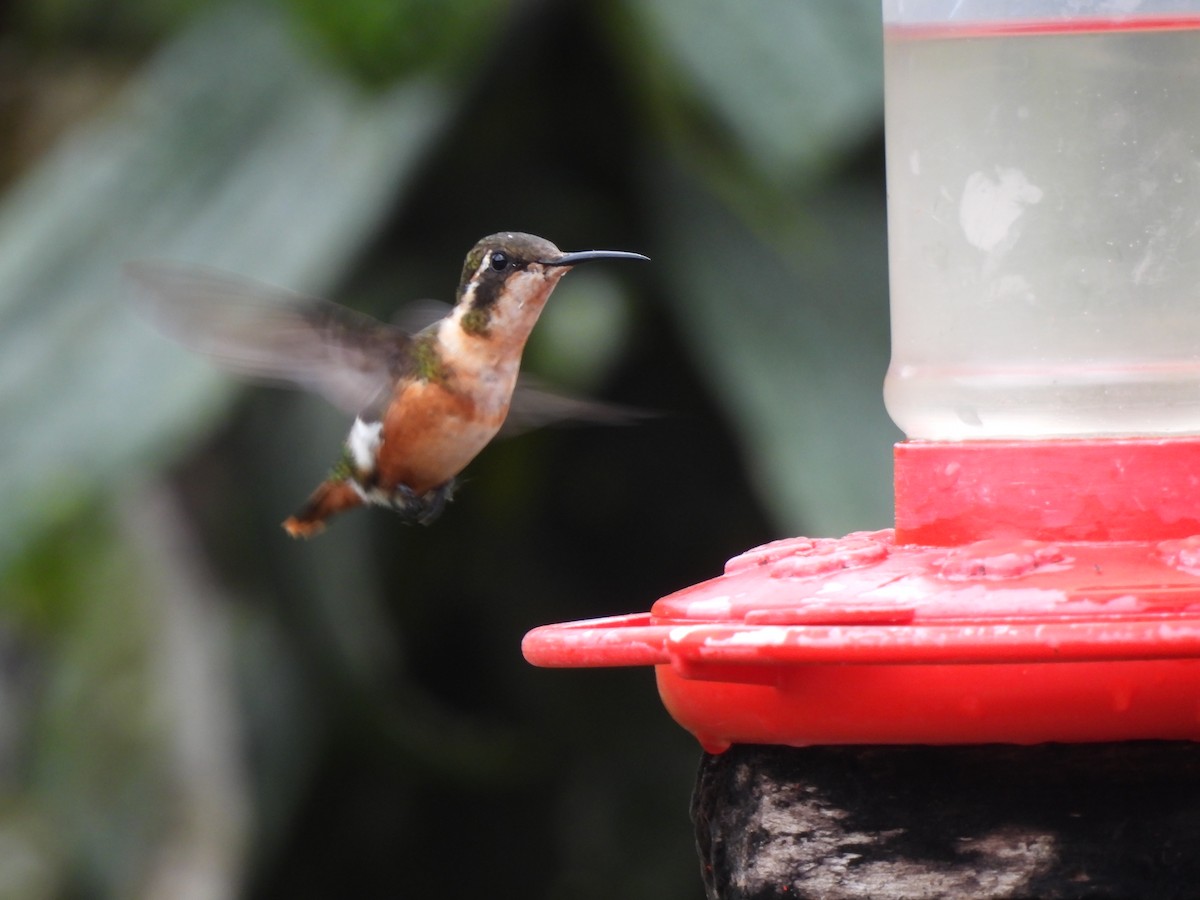 Ak Göbekli Ormanyıldızı - ML644623807