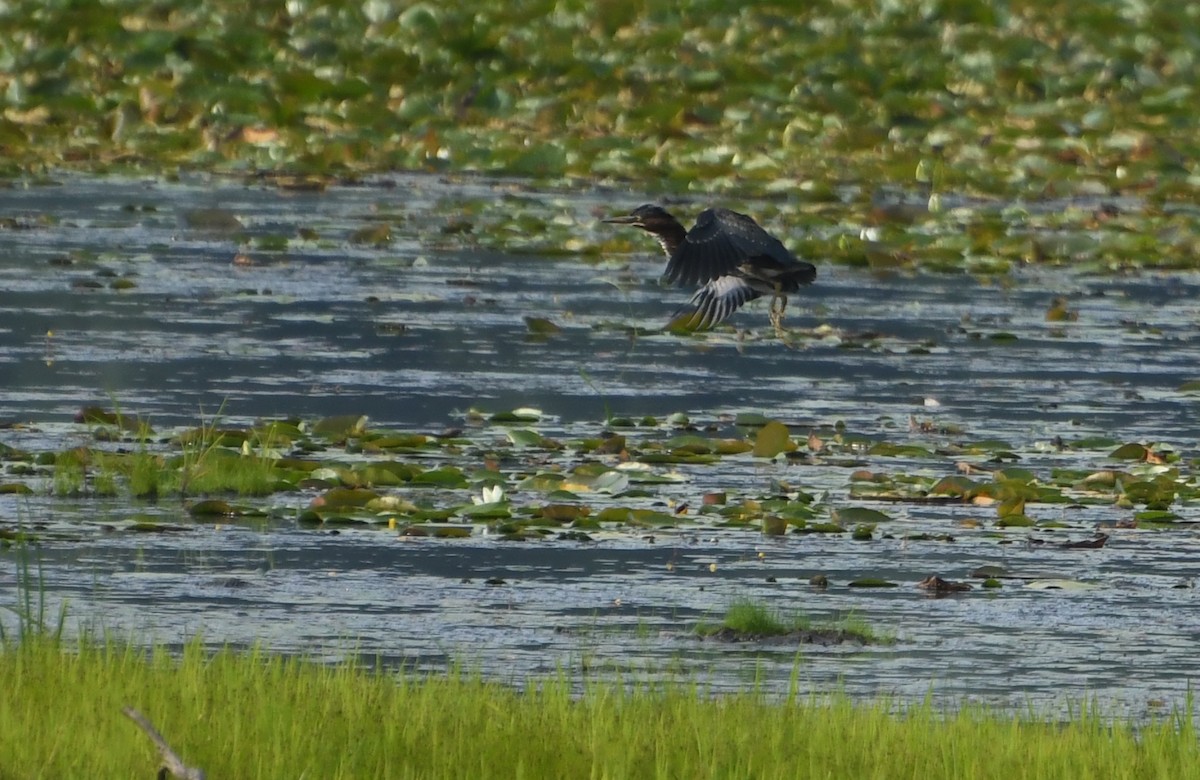 Green Heron - ML644623812