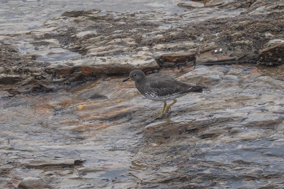 brottsnipe - ML644623814