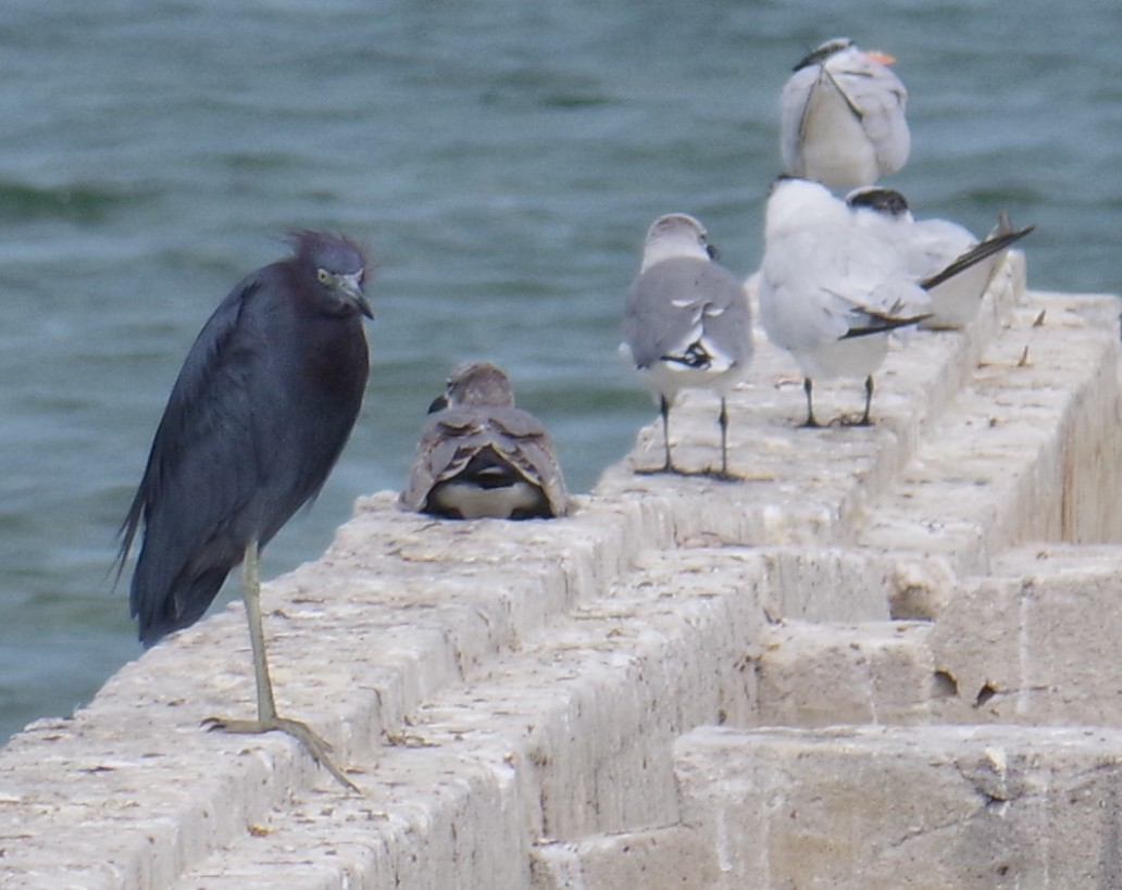 Little Blue Heron - ML644623823