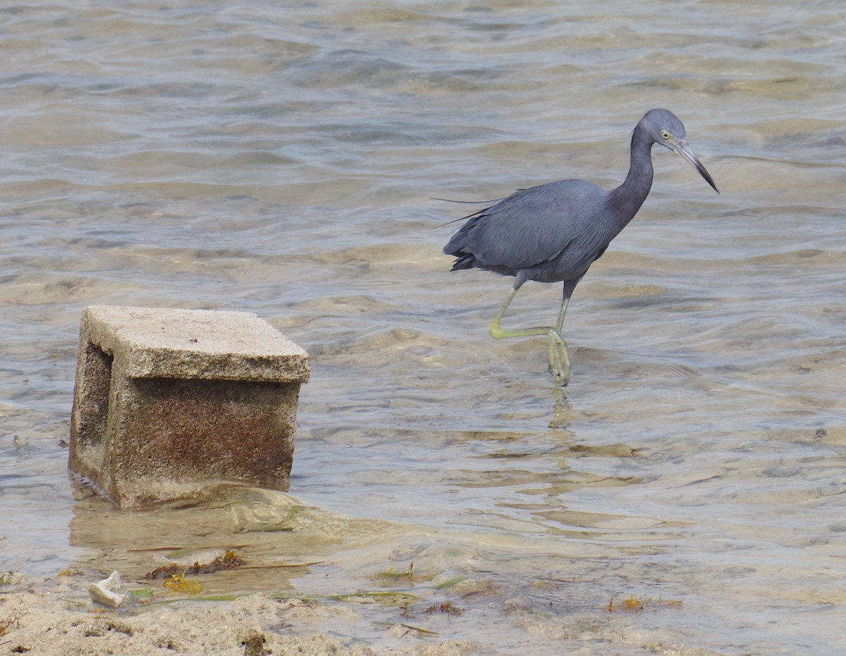 Little Blue Heron - ML644623824