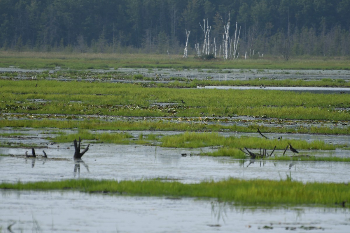 Green Heron - ML644623826
