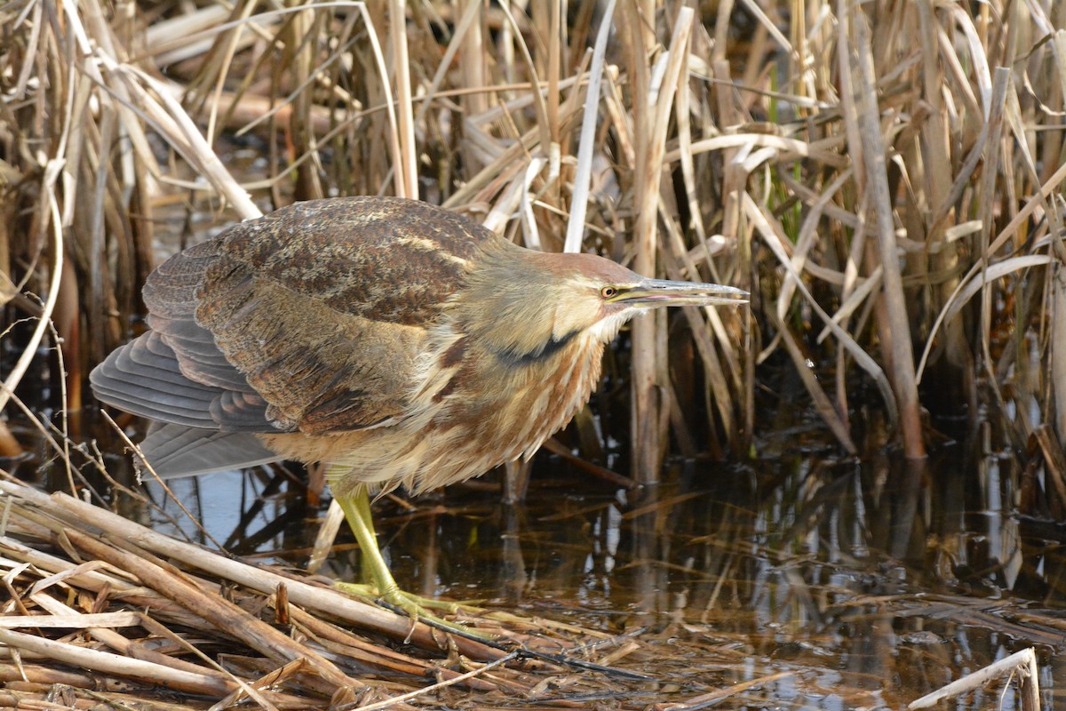 Amerika Balabanı - ML644623831