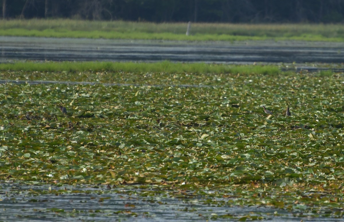 Green Heron - ML644623832