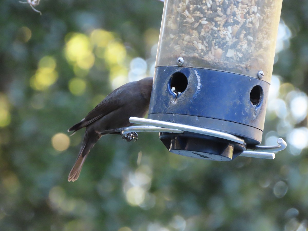 Braunkopf-Kuhstärling - ML644623834