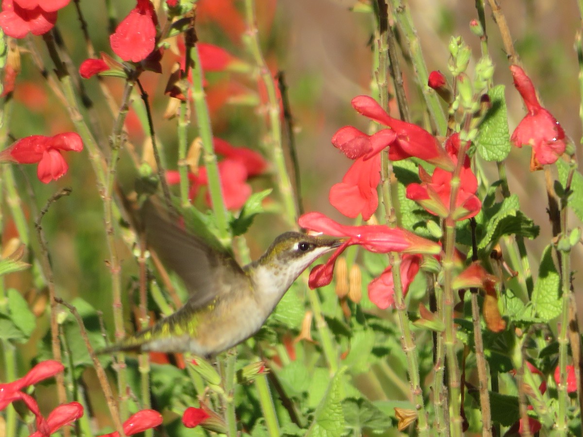 Колібрі рубіновогорлий - ML644623835