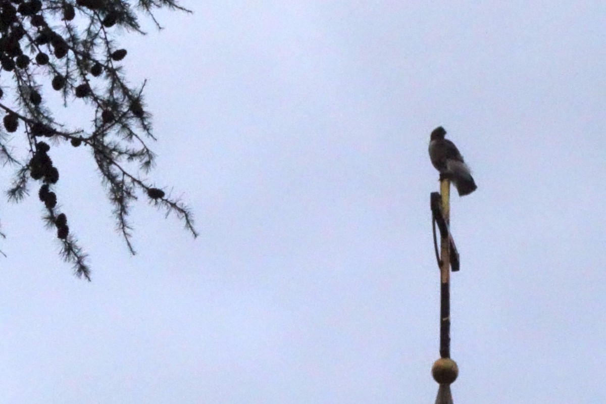 Red-tailed Hawk - ML644623838