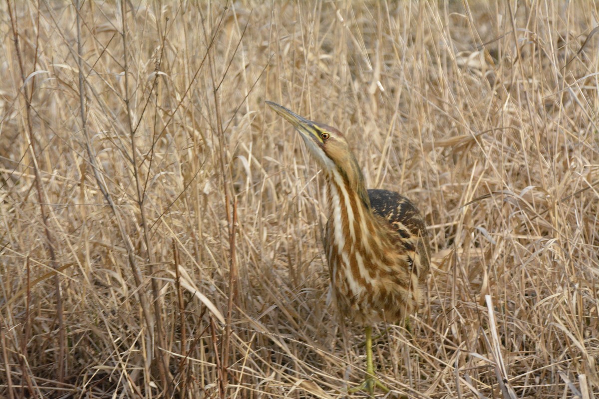 Amerika Balabanı - ML644623841