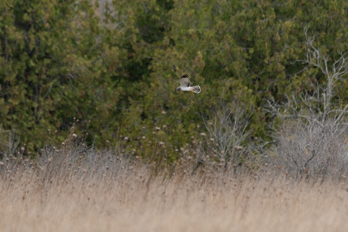 Northern Harrier - ML644623844