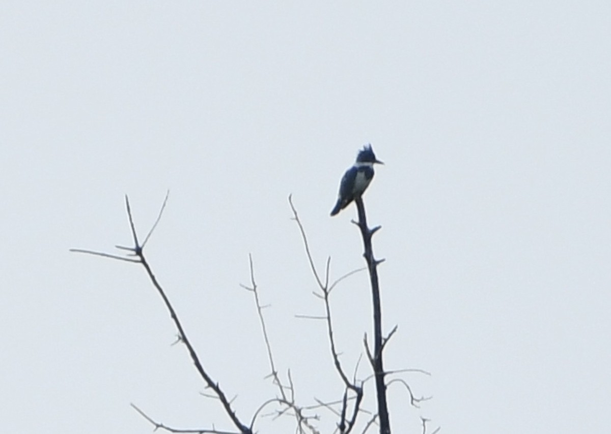 Belted Kingfisher - ML644623846