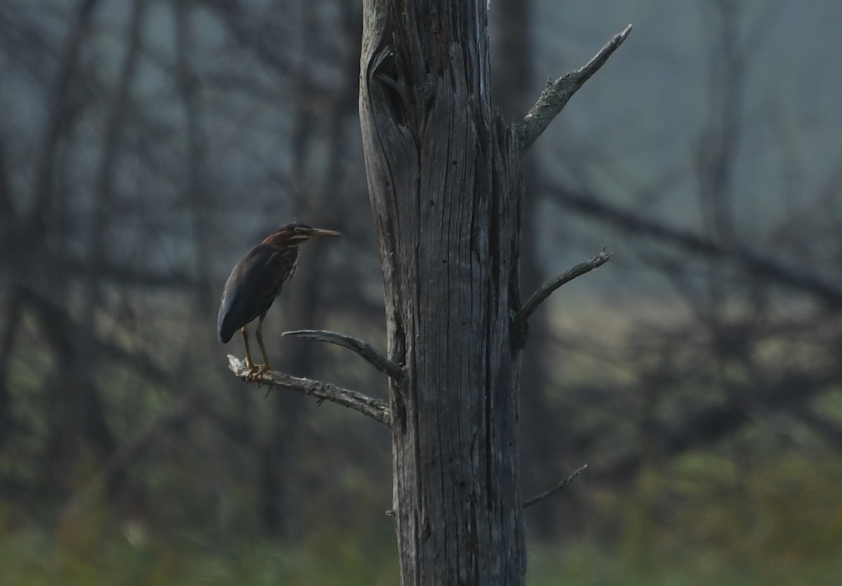 Green Heron - ML644623855