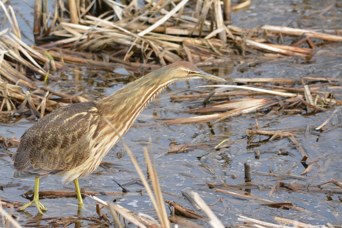 Amerika Balabanı - ML644623860