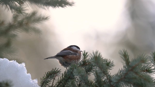 Kestane Sırtlı Baştankara - ML644623863