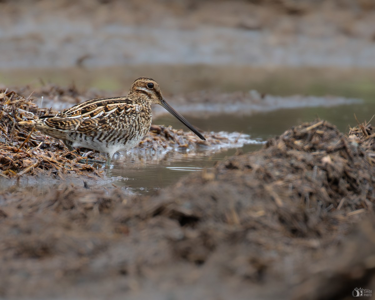 Wilson's Snipe - ML644623869