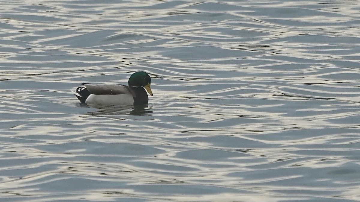 Yeşilbaş - ML644623884