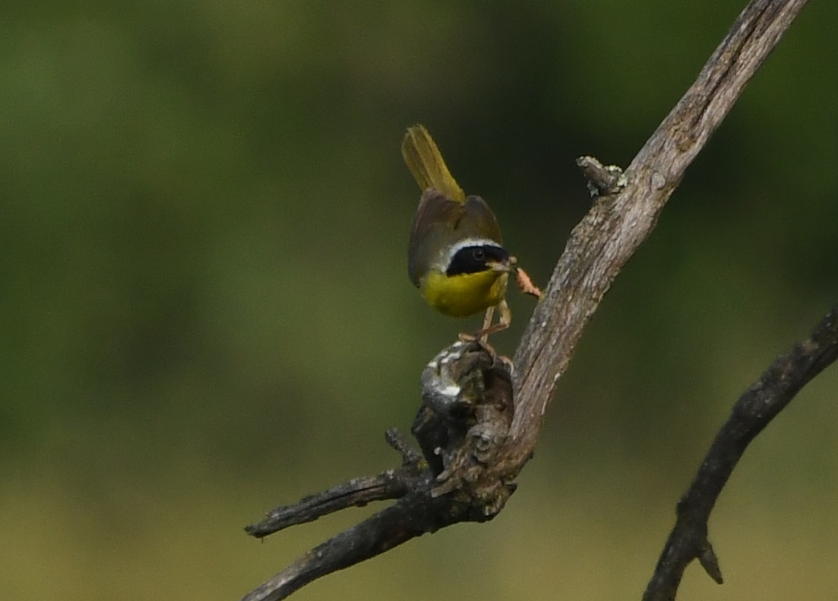 Common Yellowthroat - ML644623885