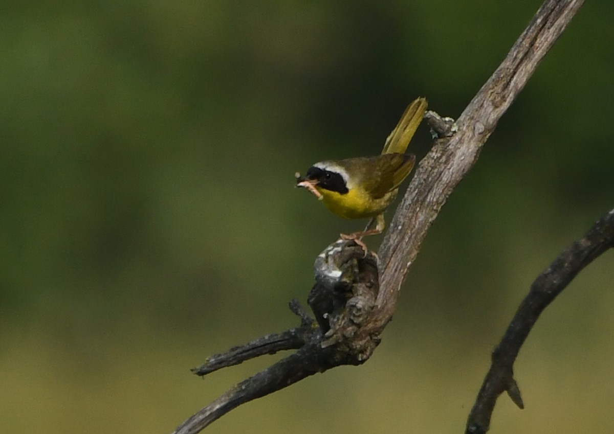 Common Yellowthroat - ML644623889