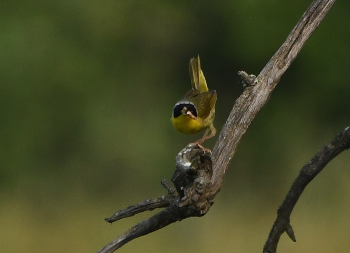 Common Yellowthroat - ML644623890