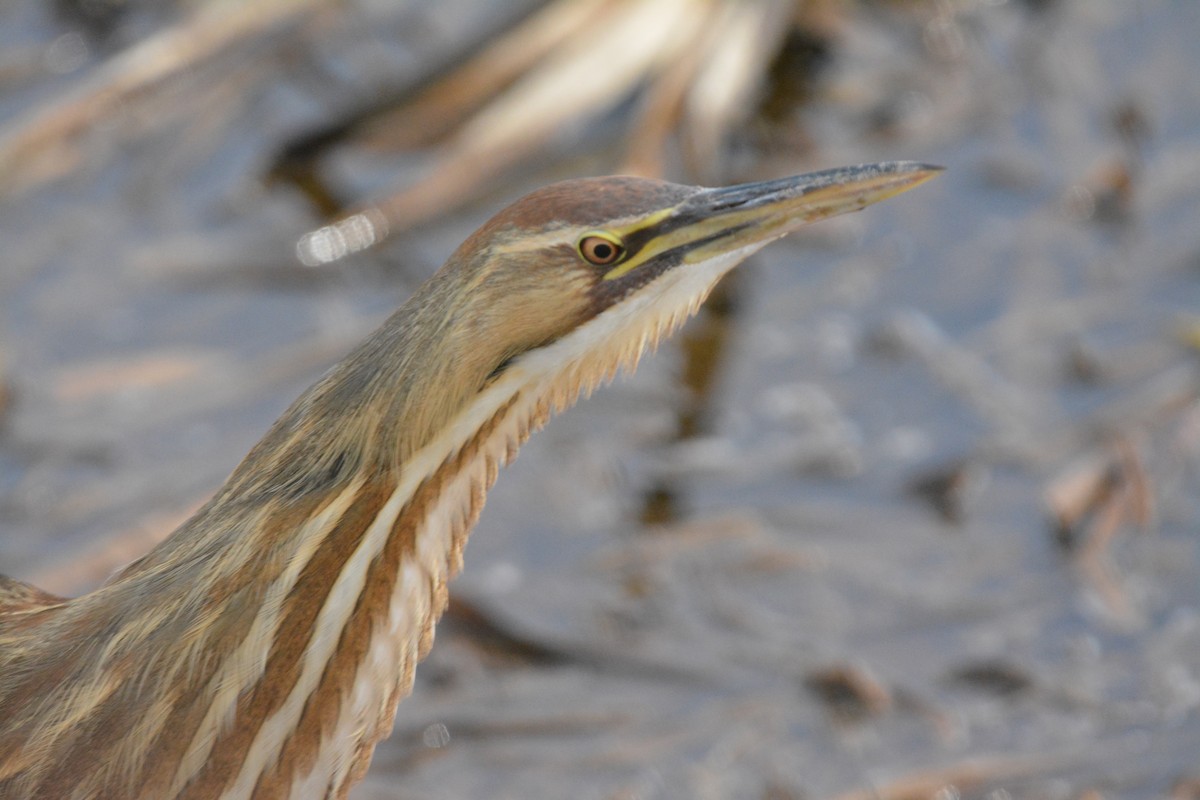 Amerika Balabanı - ML644623891