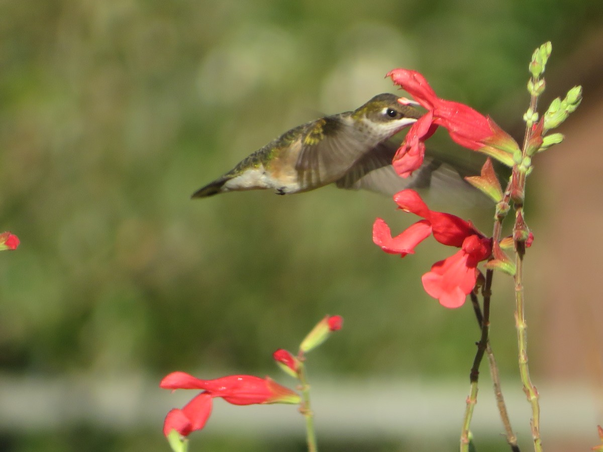 Колібрі рубіновогорлий - ML644623892