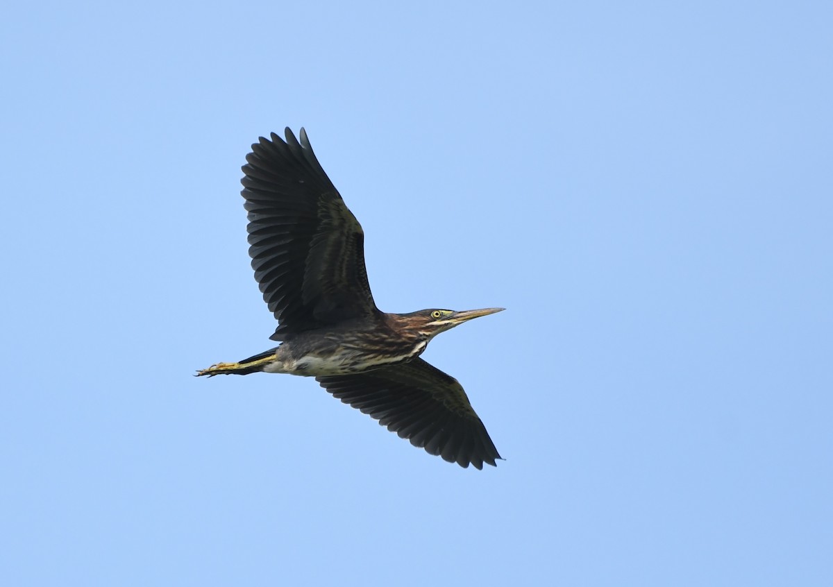 Green Heron - ML644623896