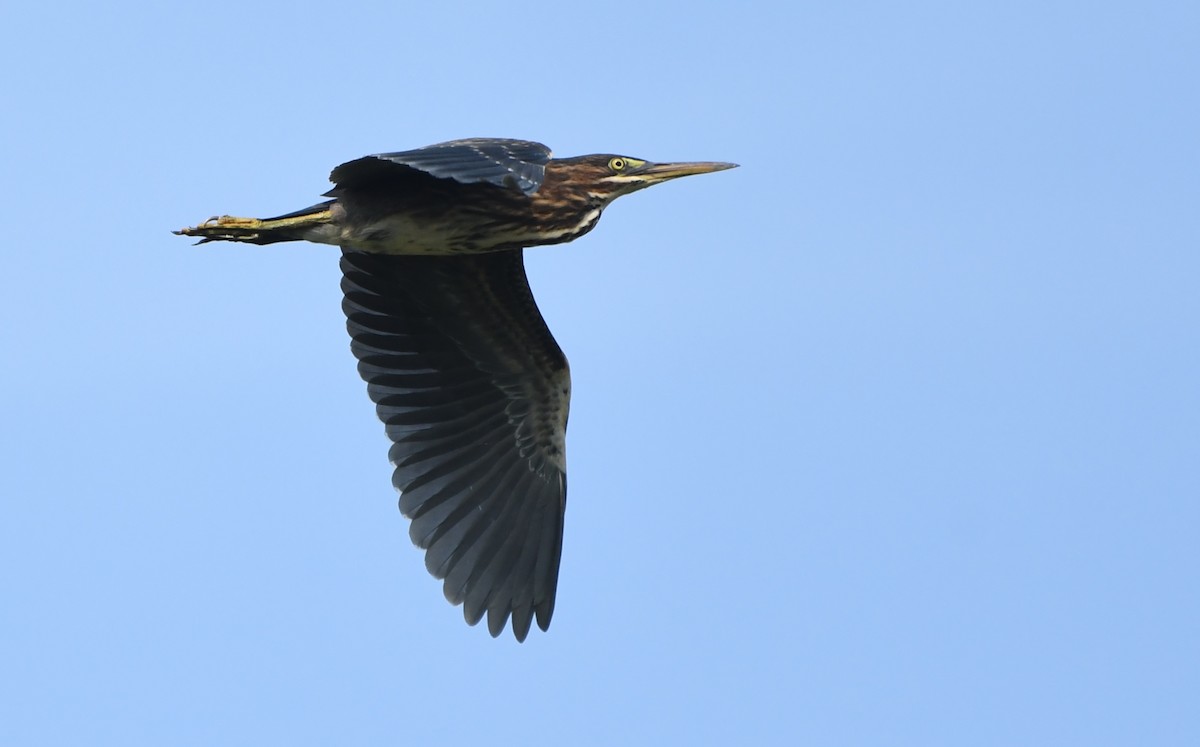 Green Heron - ML644623897