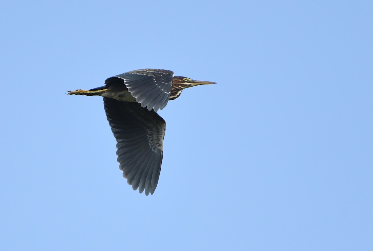 Green Heron - ML644623898
