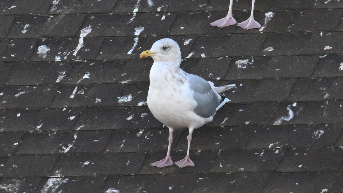 Iceland Gull (Thayer's) - ML644623900
