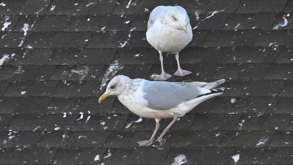 Iceland Gull (Thayer's) - ML644623901