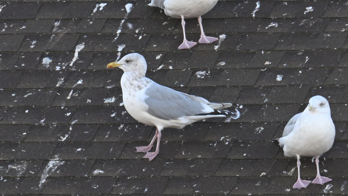 Iceland Gull (Thayer's) - ML644623902