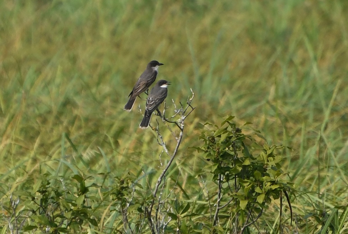 Eastern Kingbird - ML644623910