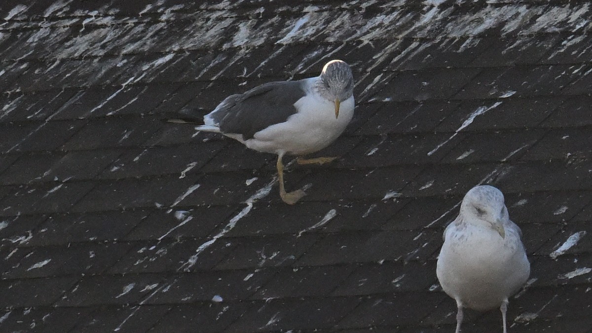 Heringsmöwe - ML644623912