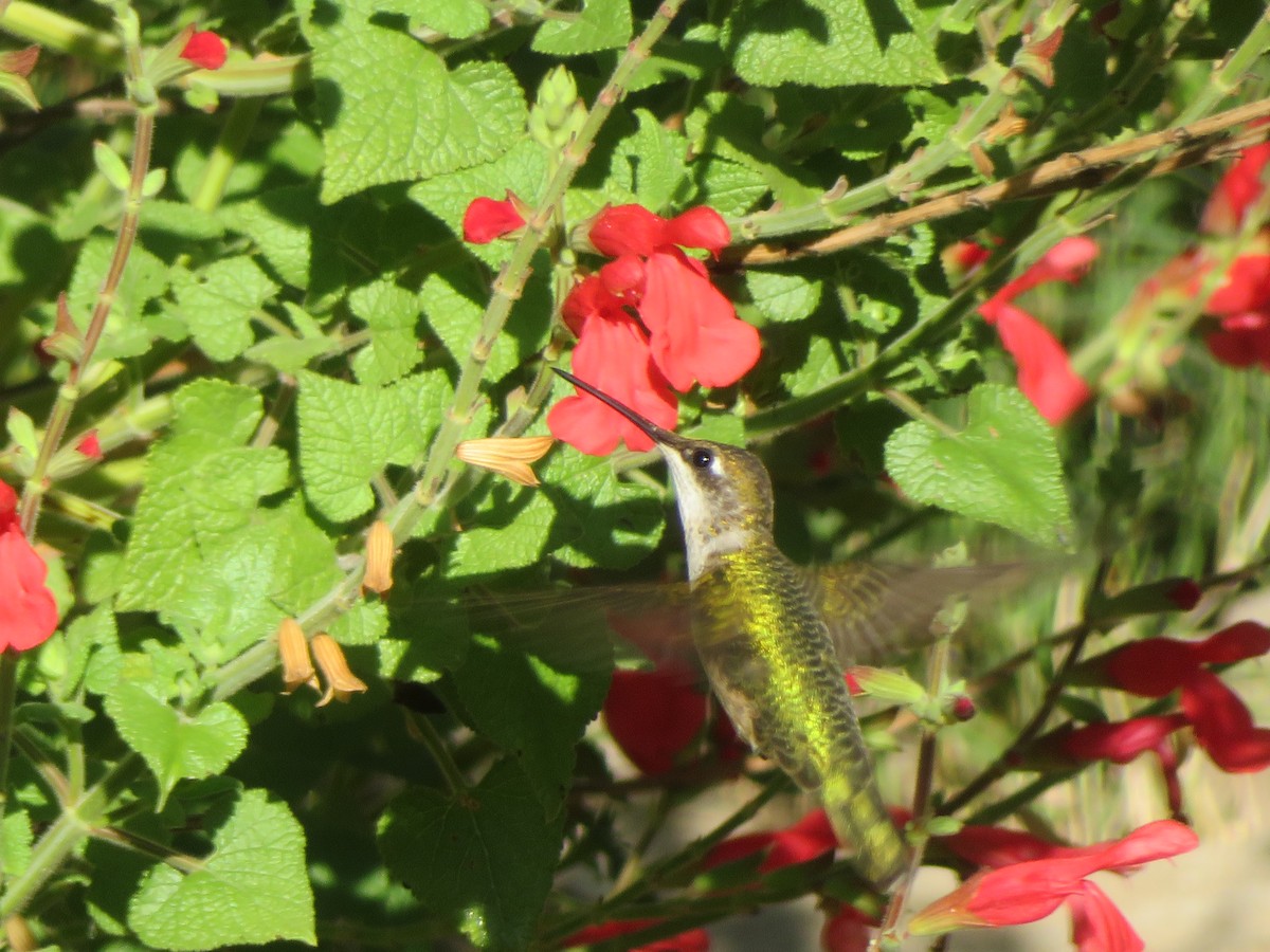 Колібрі рубіновогорлий - ML644623919