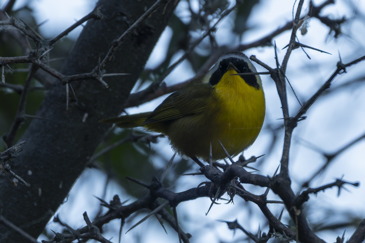 Common Yellowthroat - ML644623920