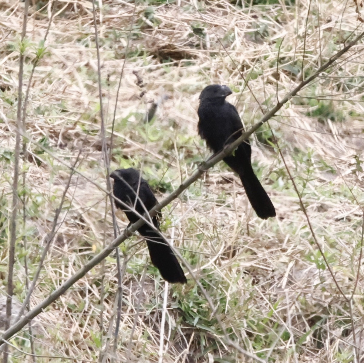 Smooth-billed Ani - ML644623925
