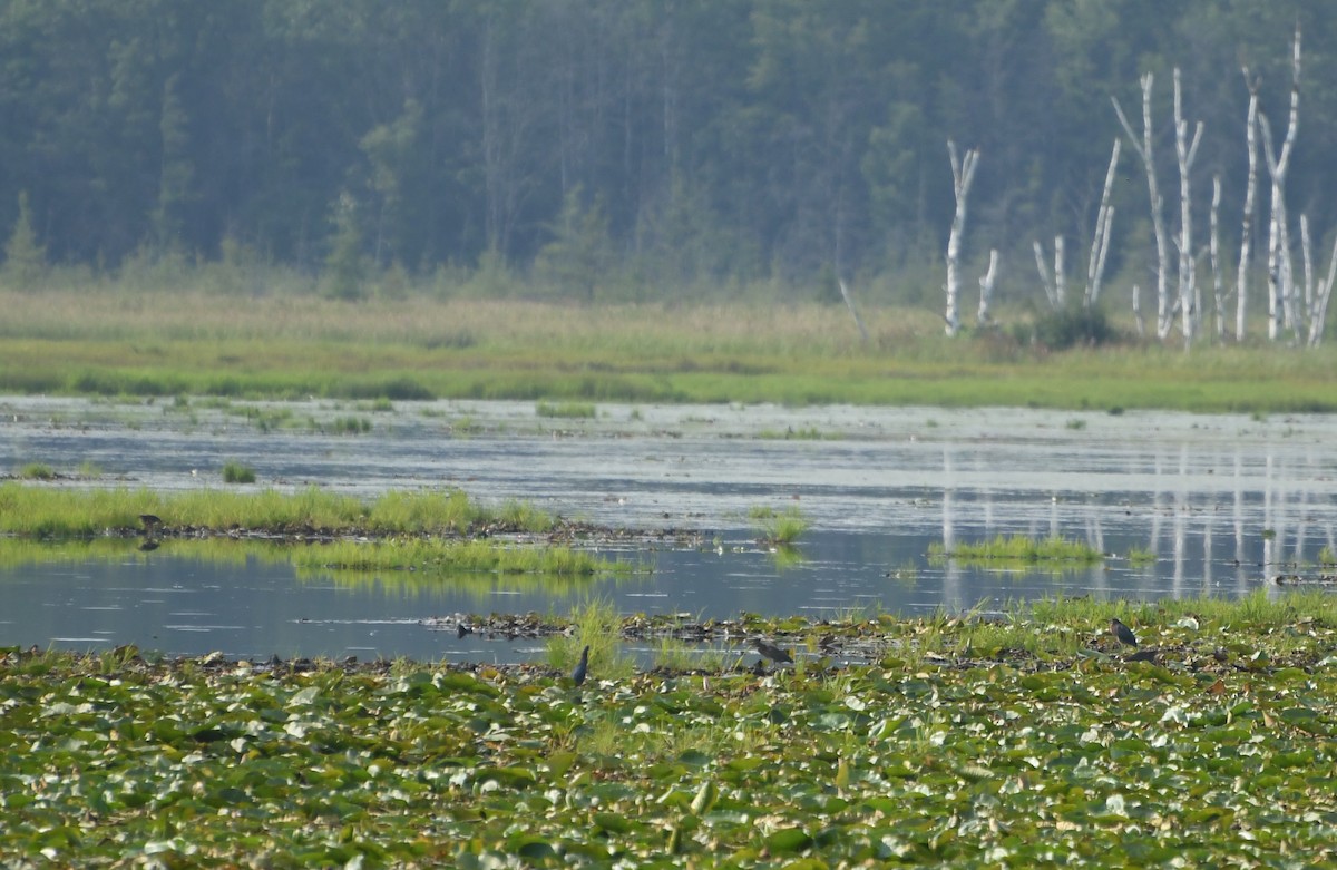 Green Heron - ML644623926
