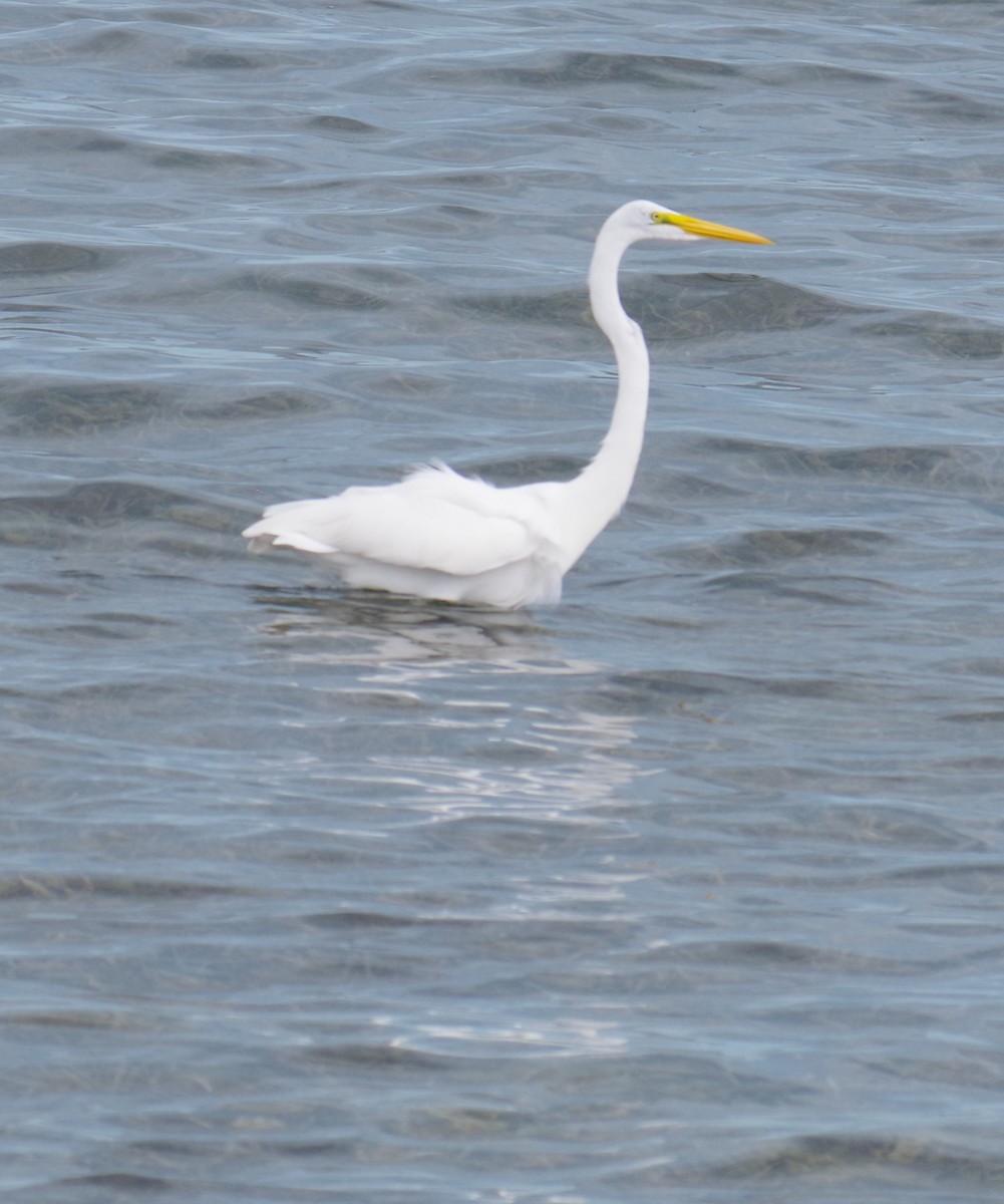 Цасч дэглий - ML644623928