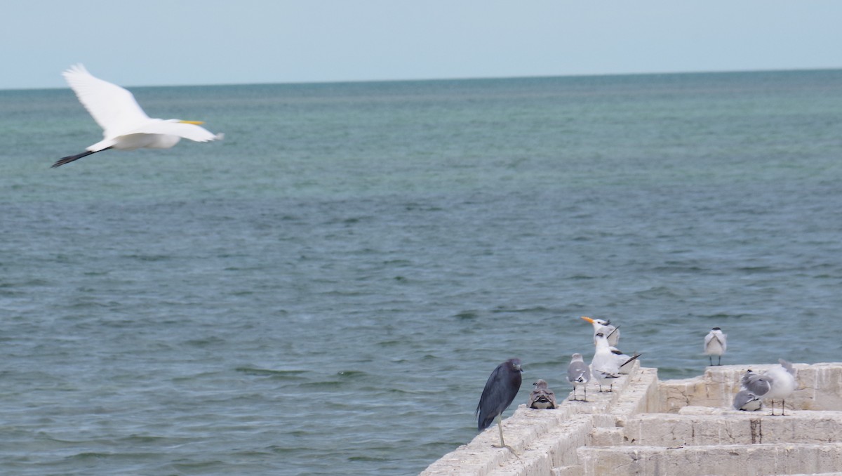 Цасч дэглий - ML644623929