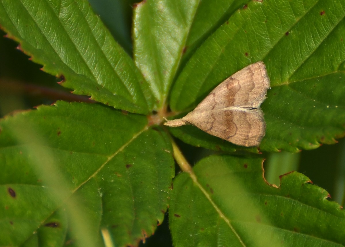 Animali - ML644623930