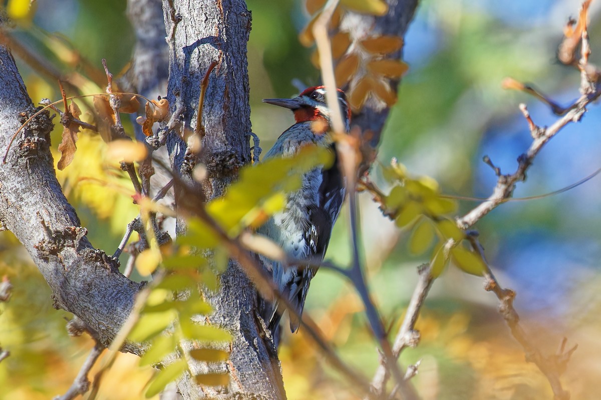 Rotnacken-Saftlecker - ML644623934