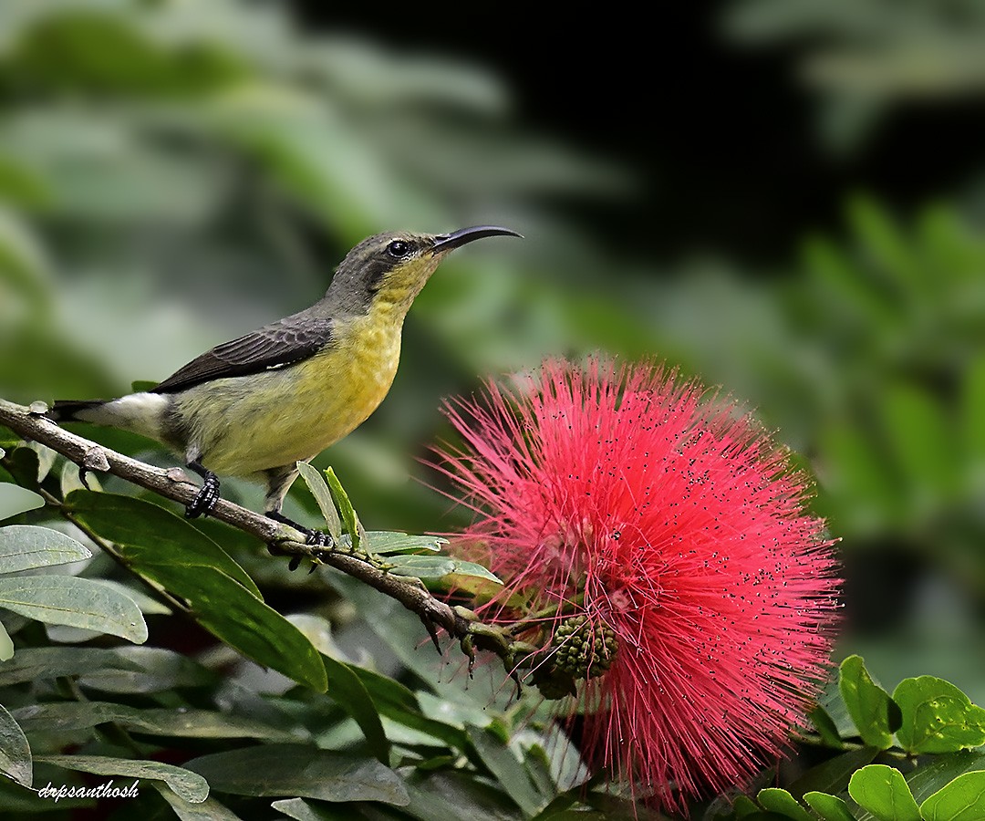 purpursolfugl - ML644623936