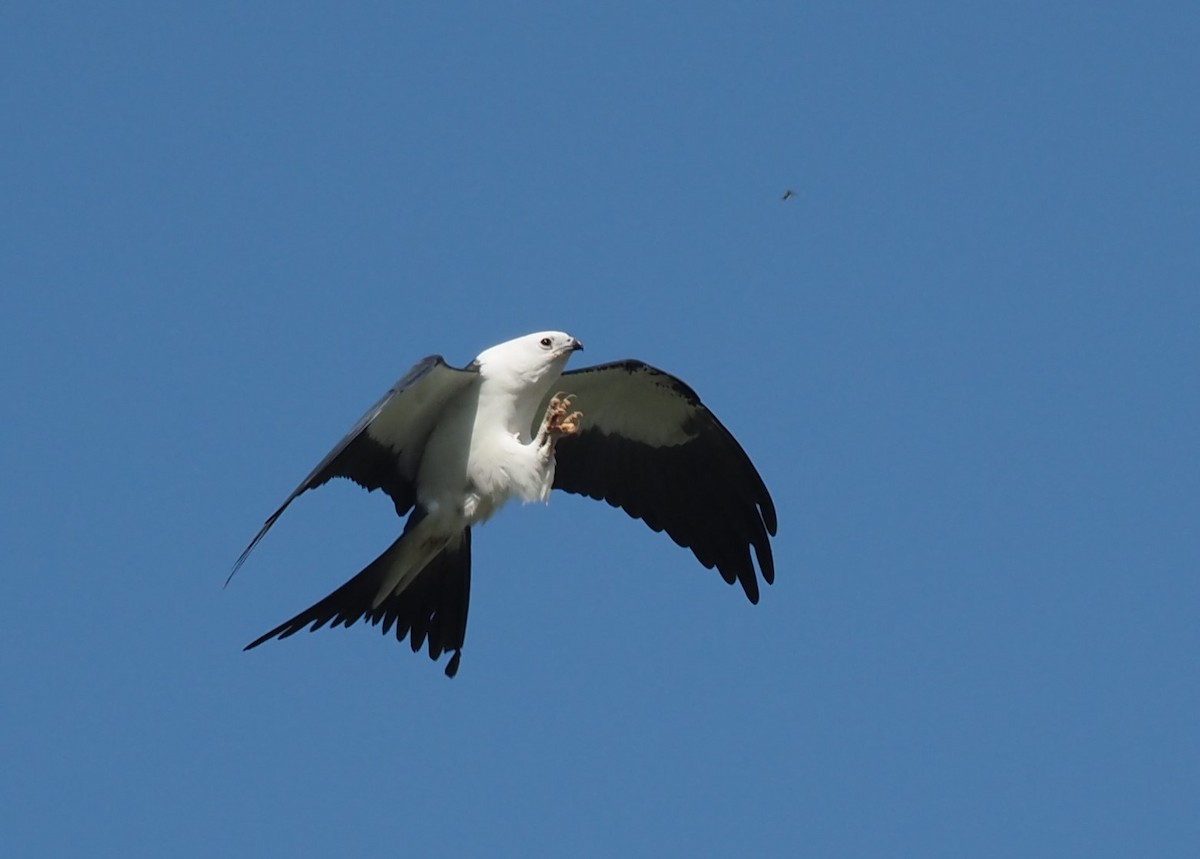 Swallow-tailed Kite - ML644623955