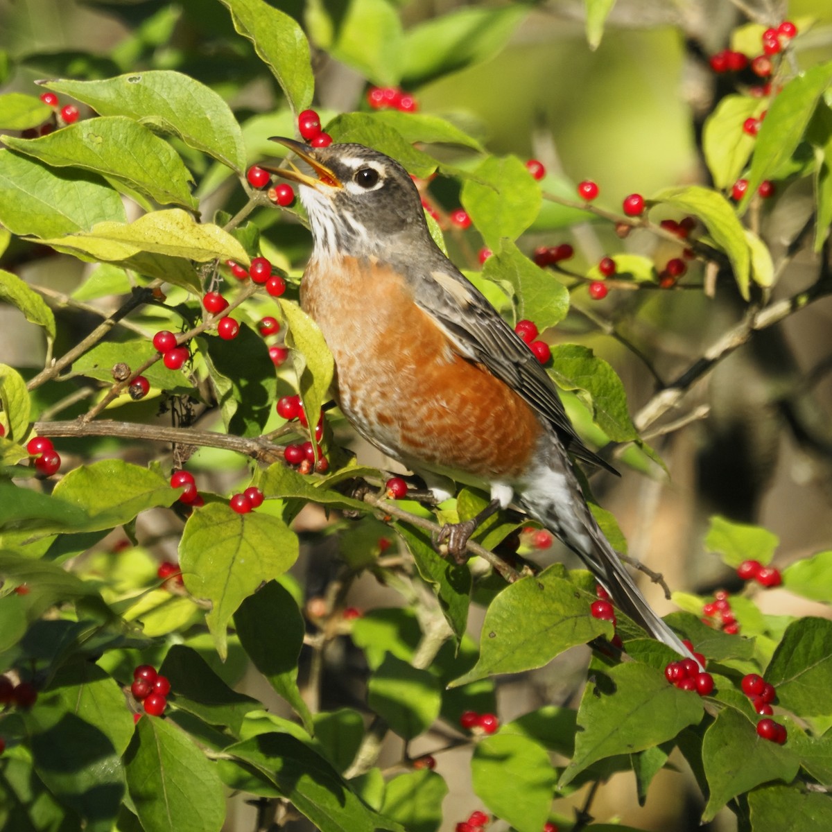 American Robin - ML644623957