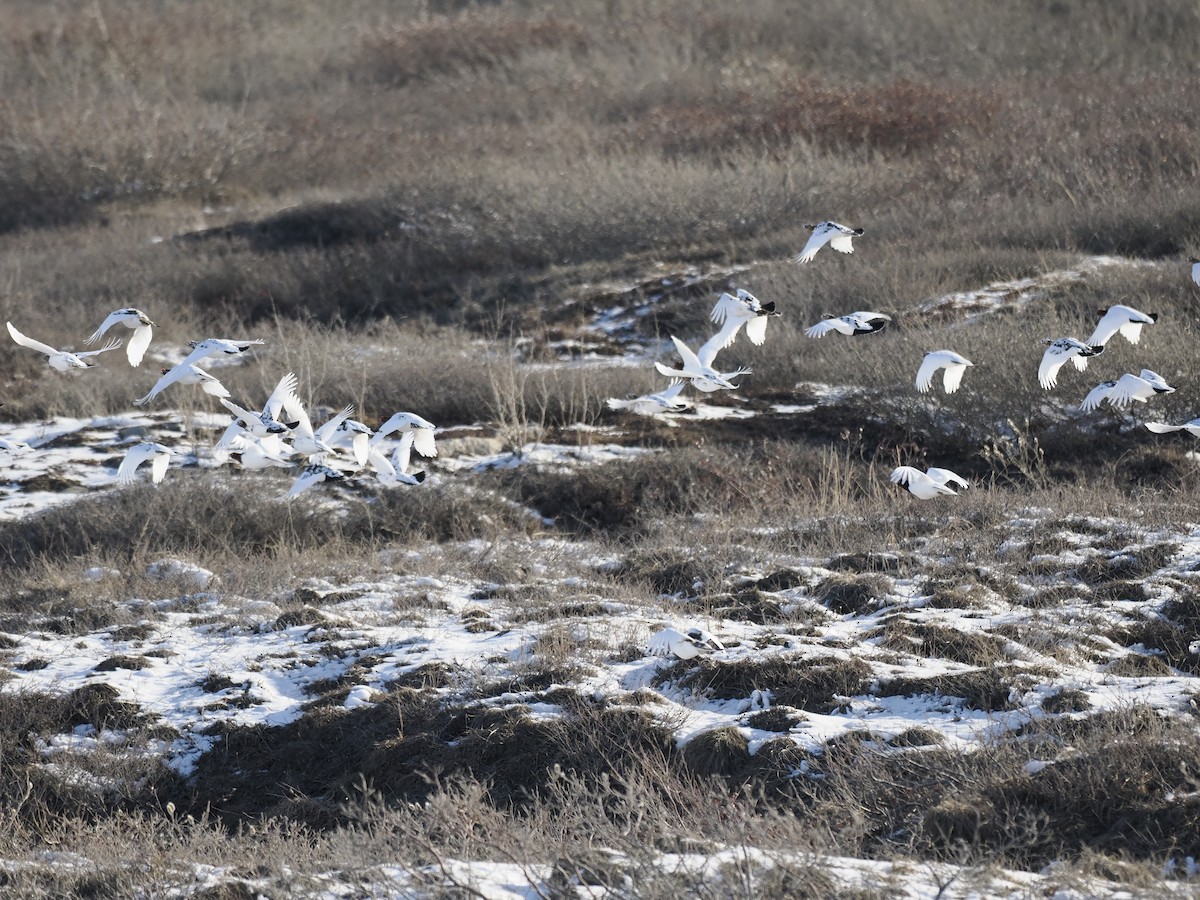 Moorschneehuhn - ML644623959