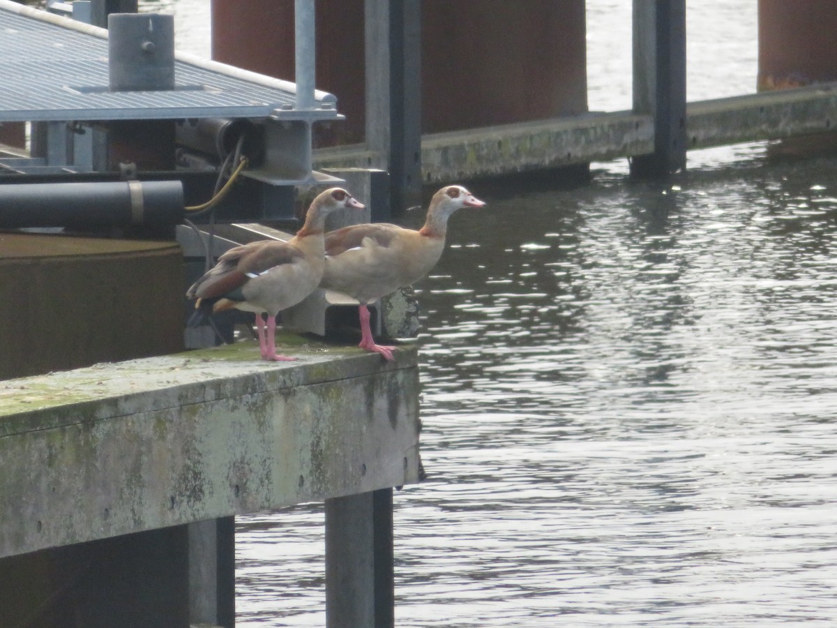 Egyptian Goose - ML644623961
